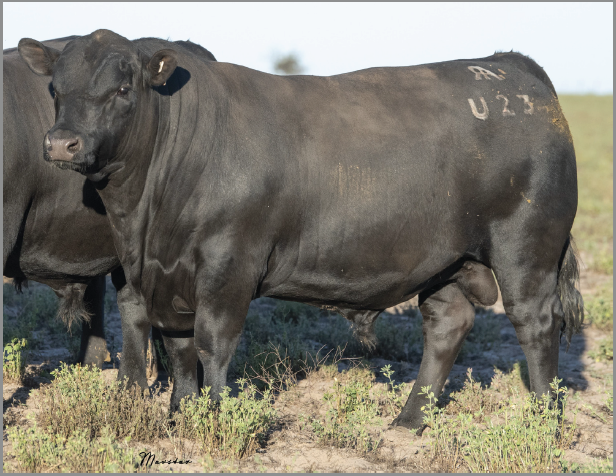 Lot 1