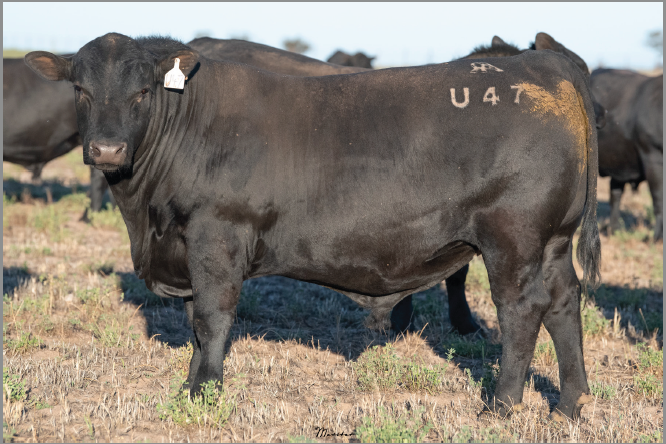 Lot 16