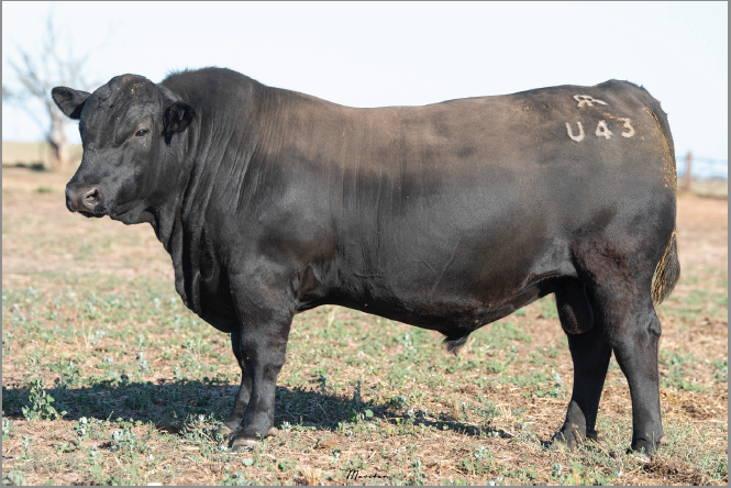 Lot 19
