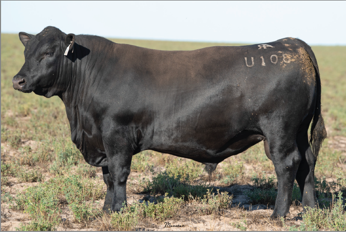 Lot 21