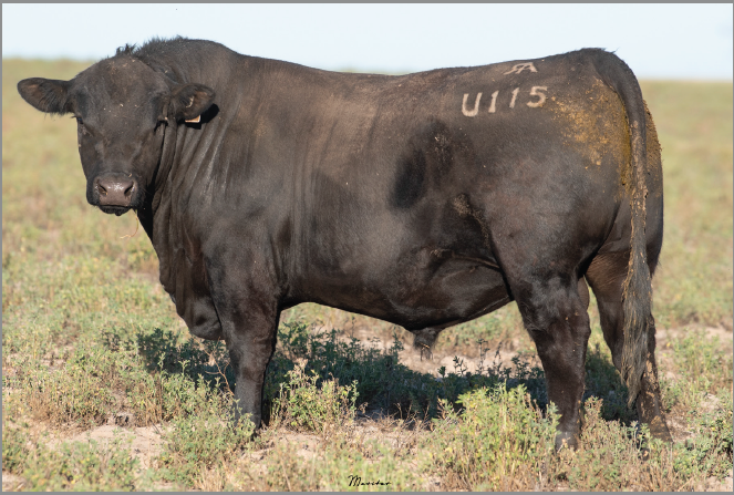 Lot 24