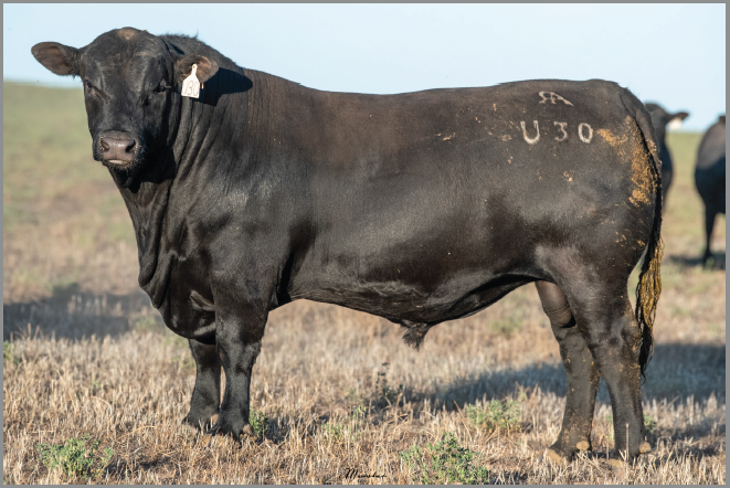 Lot 4