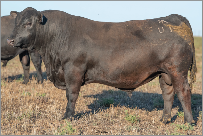 Lot 9